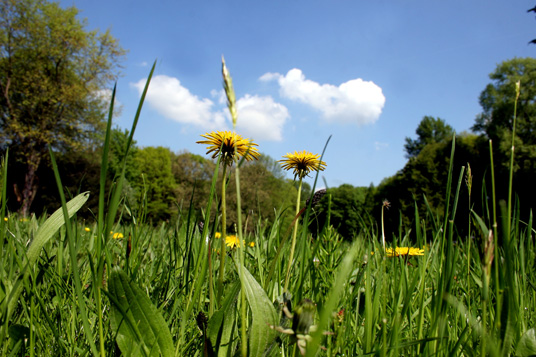 Das Bild zeigt eine Picknickwiese im Wittringer Wald Das Bild zeigt eine Picknickwiese im Wittringer Wald